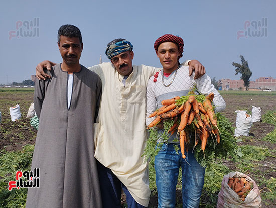 موسم-حصاد-الجزر-بغيطان-الشرقية-(17)
