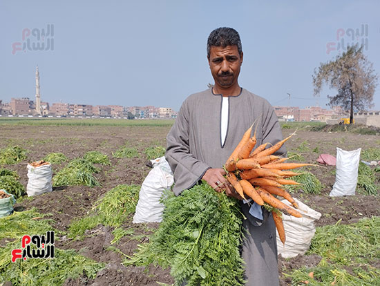 موسم-حصاد-الجزر-بغيطان-الشرقية-(1)