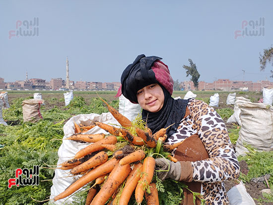 موسم-حصاد-الجزر-بغيطان-الشرقية-(8)