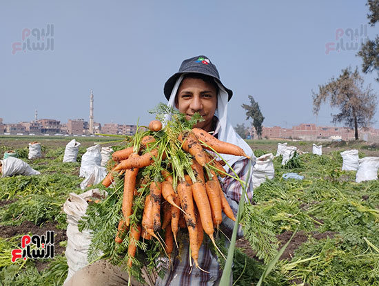 موسم-حصاد-الجزر-بغيطان-الشرقية-(14)
