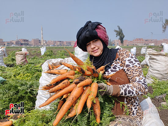 موسم-حصاد-الجزر-بغيطان-الشرقية-(10)