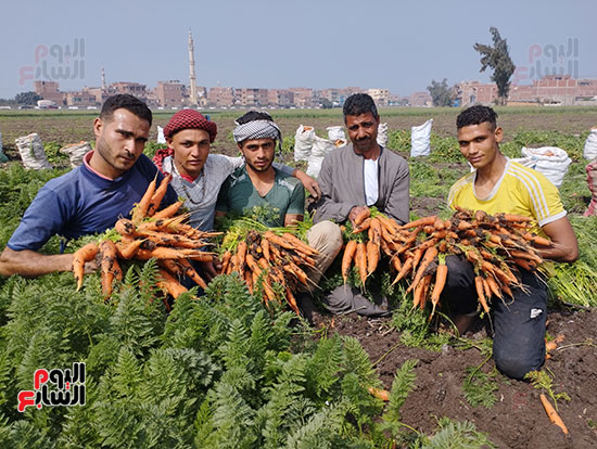 موسم-حصاد-الجزر-بغيطان-الشرقية-(5)