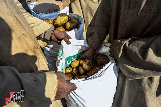تعبئة محصول البطاطس (1)
