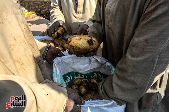 تعبئة محصول البطاطس (2)