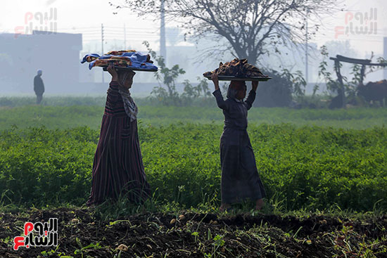 سيدات تحمل الطعام لعمال البطاطس