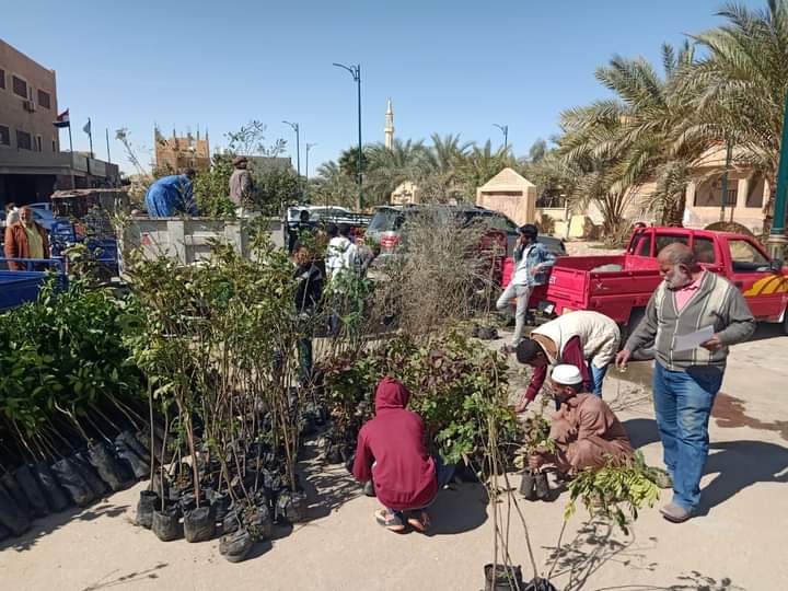 توزيع الأشجار ضمن مبادرة 100مليون شجرة بمطروح توزيع الأشجار ضمن مبادرة 100مليون شجرة بمطروح