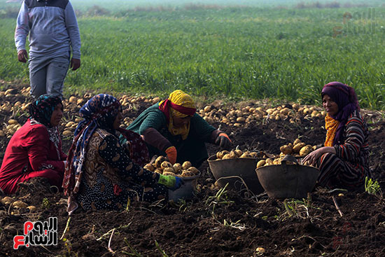 موسم حصاد البطاطس (1)