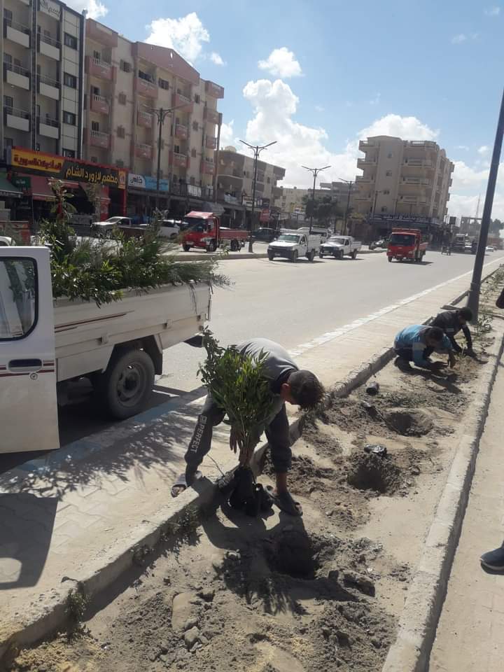 زراعة الأشجار بمطروح ضمن مبادرة 100مليون شجرة زراعة الأشجار بمطروح ضمن مبادرة 100مليون شجرة