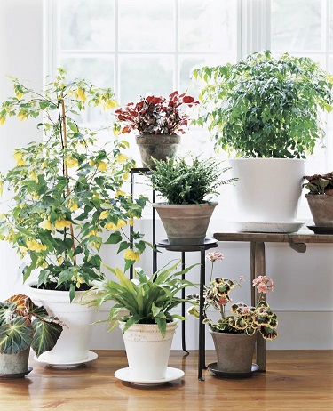 نباتات منزلية