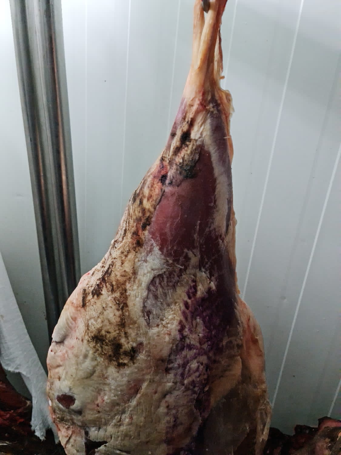 لحوم غير صالحة وبها تغير في الخواص لحوم غير صالحة وبها تغير في الخواص