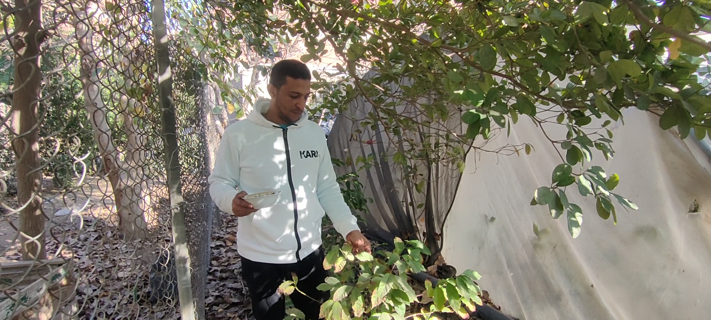  زراعة البُن الإندونيسي فى الشرقية (2)