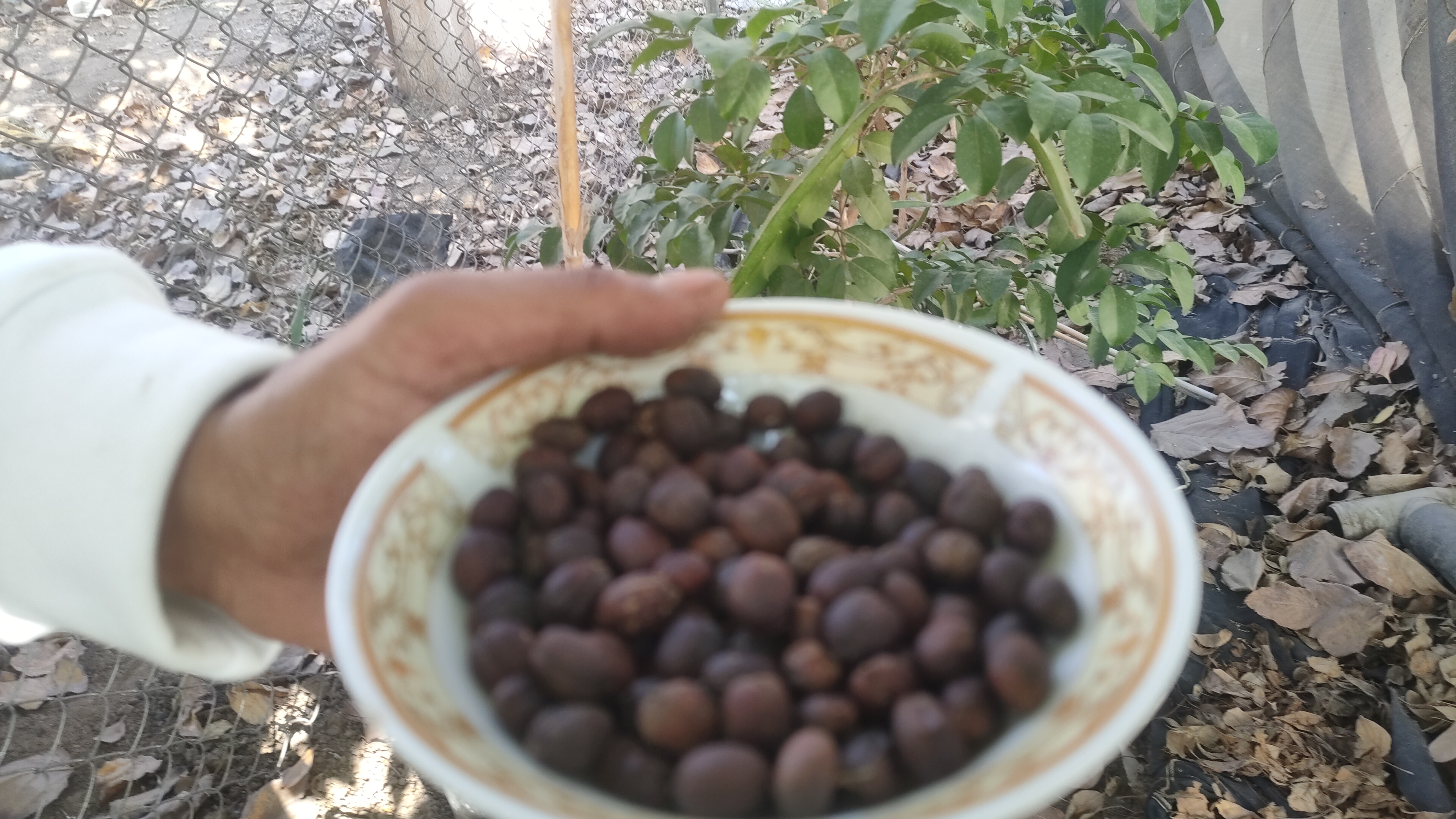  زراعة البُن الإندونيسي فى الشرقية (7)