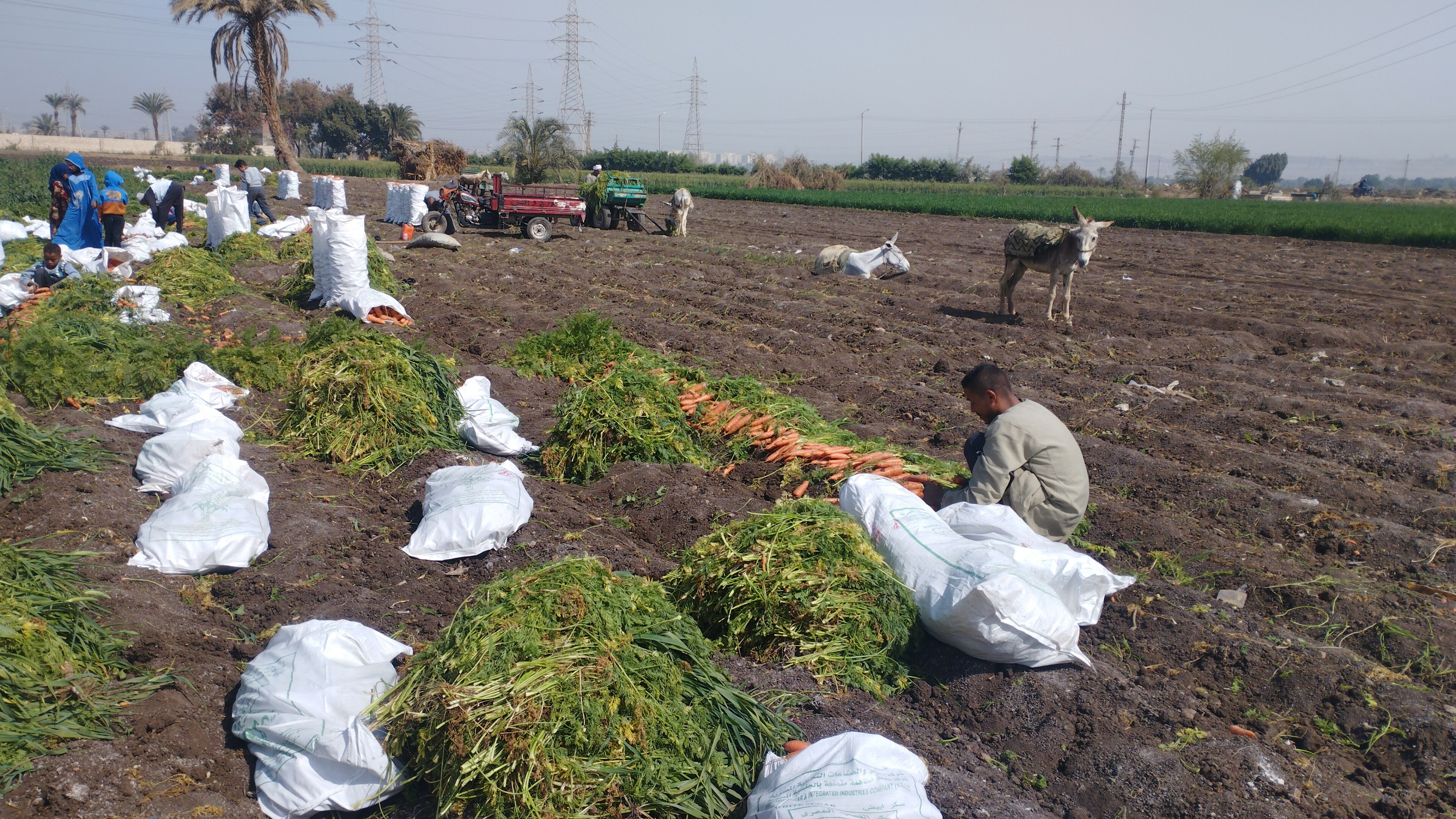  حصاد الجزر الأصفر الفرنساوى بالمنيا لصناعة المربى (5)