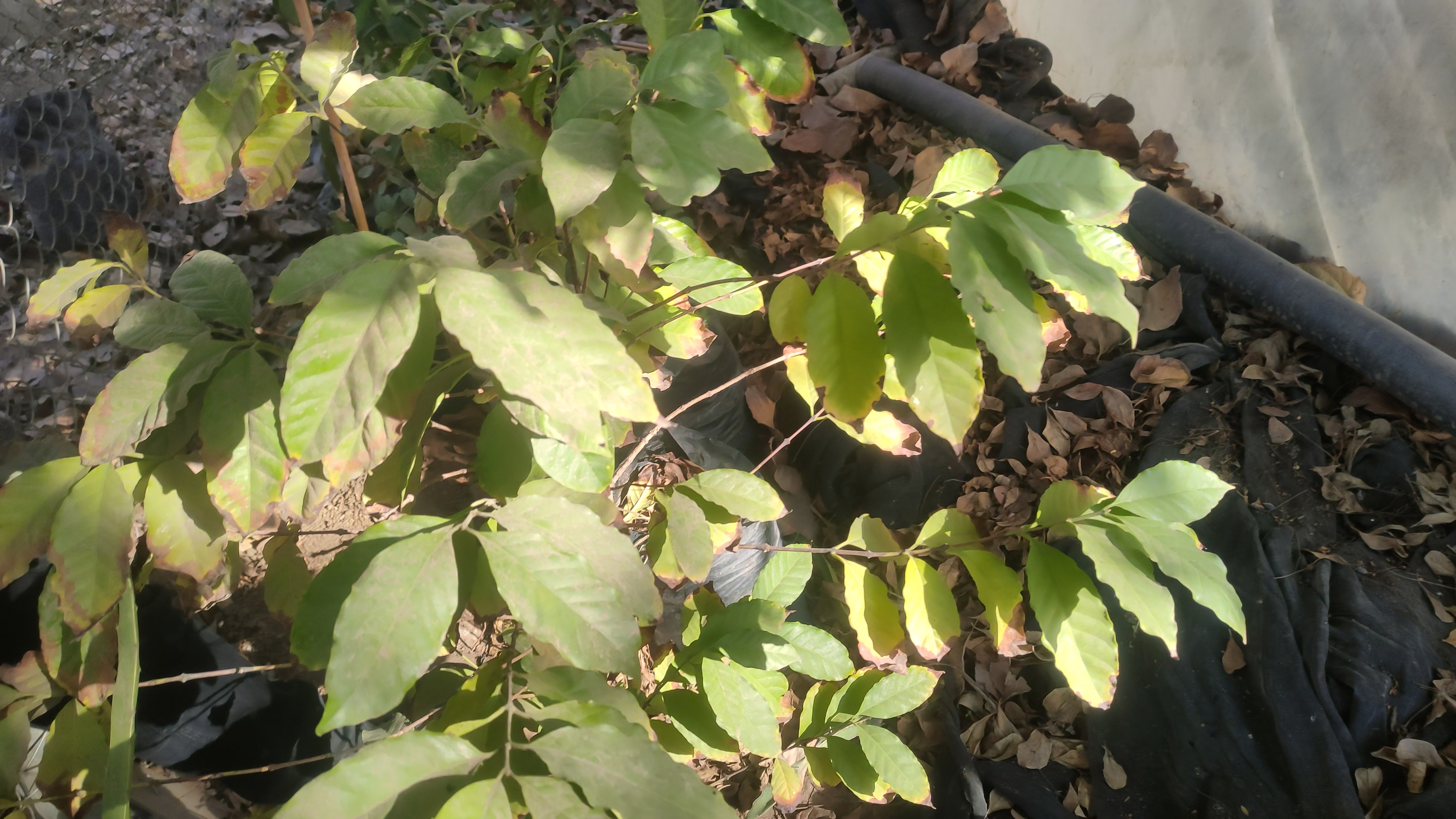  زراعة البُن الإندونيسي فى الشرقية (5)