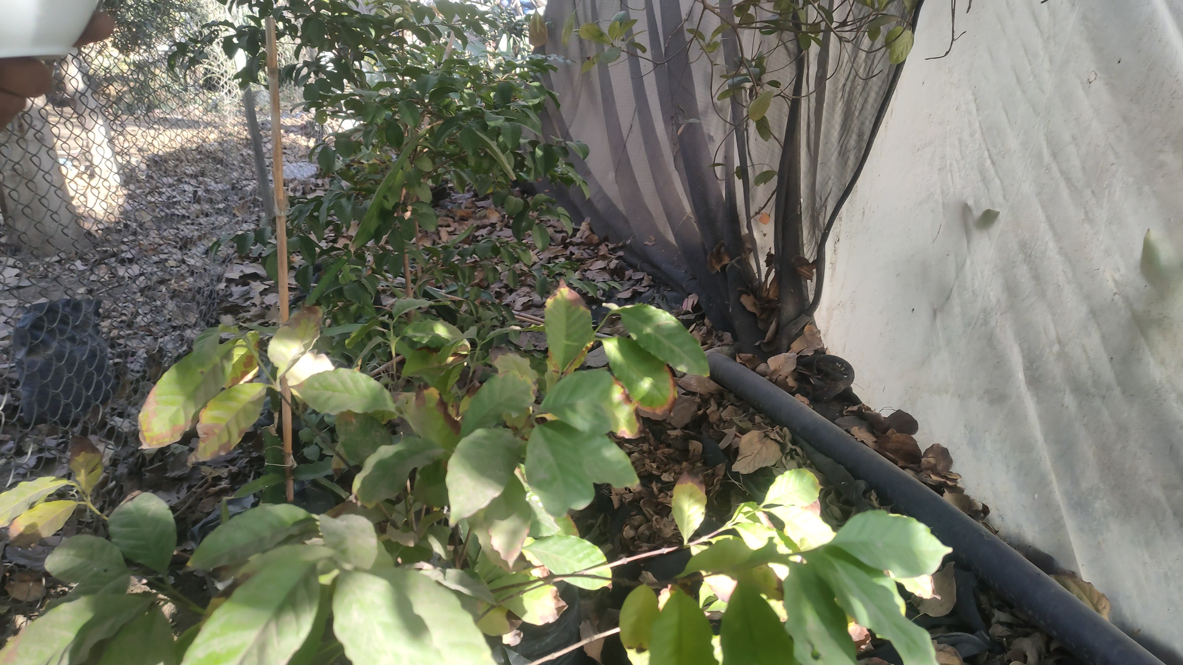  زراعة البُن الإندونيسي فى الشرقية (3)