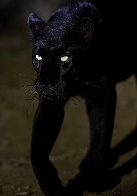 صورة ليلية لنمر أسود
