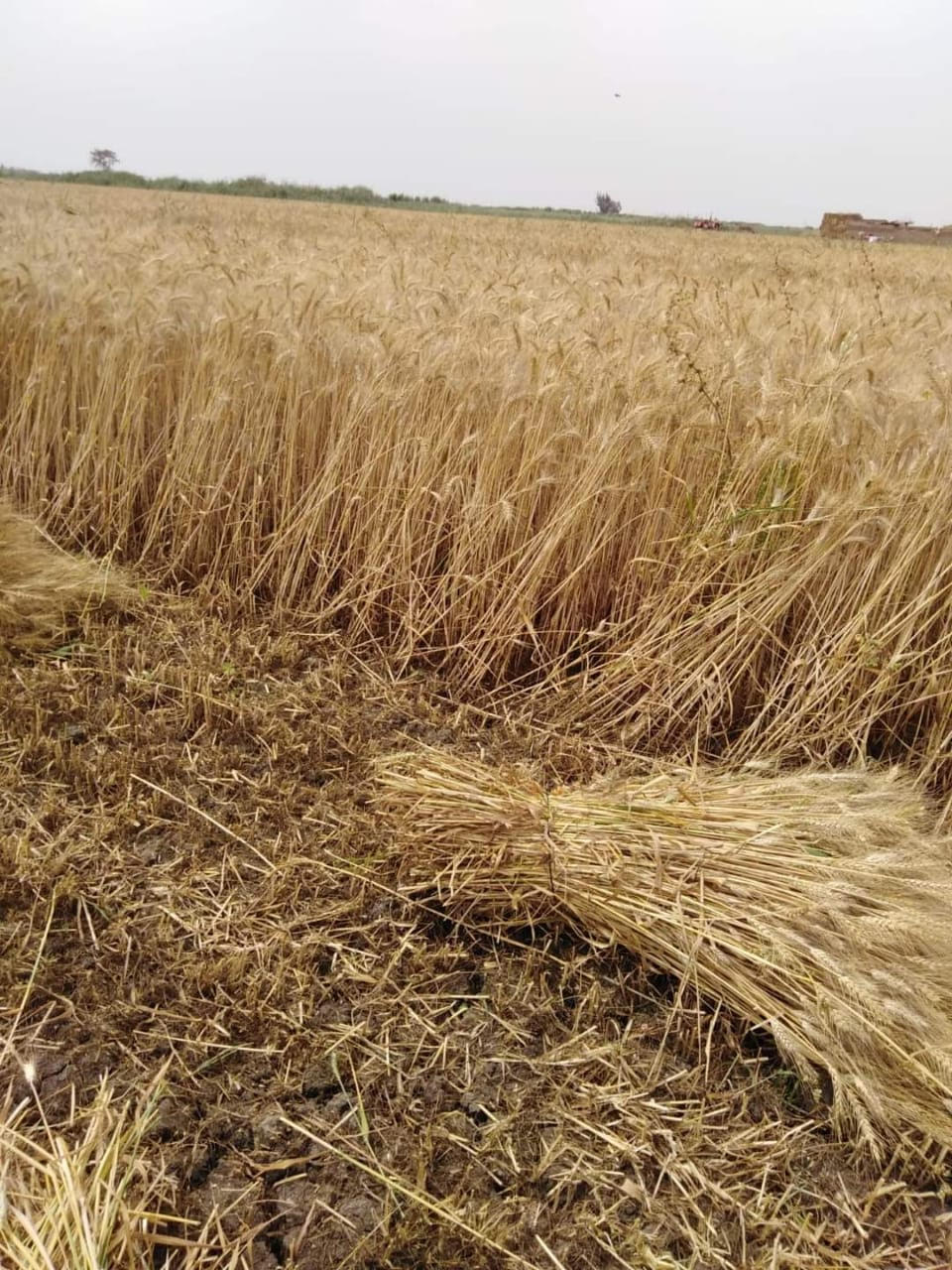 جانب من حصاد محصول القمح ببورسعيد