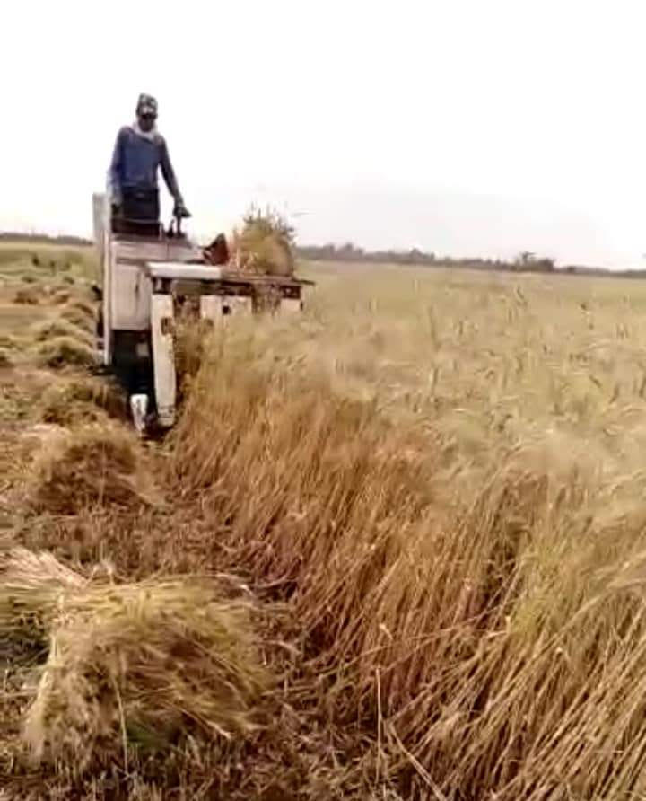 جانب من أحد المزارعين لحصاد محصول القمح