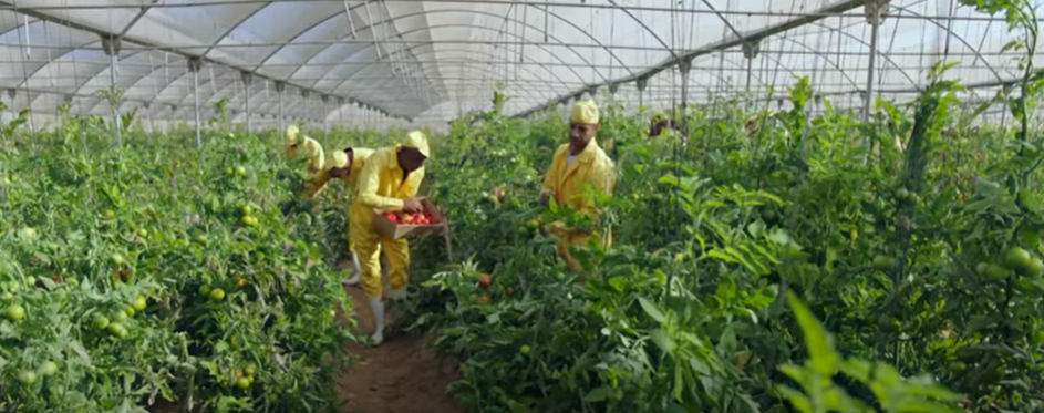 زراعات داخل الصوب الزراعية