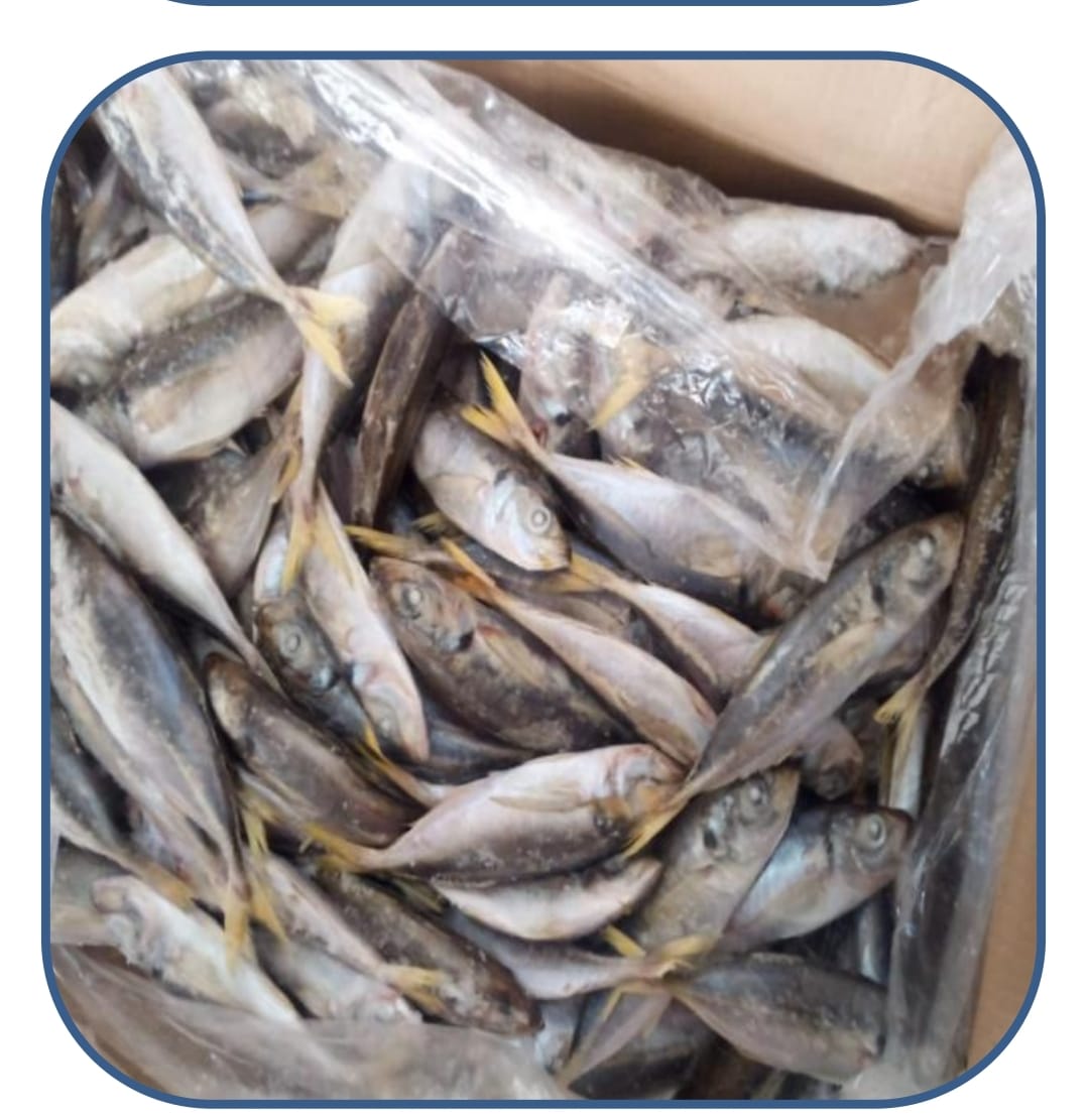 ضبط أسماك مملحة فاسدة قبل بيعها للمواطنين فى الوراق