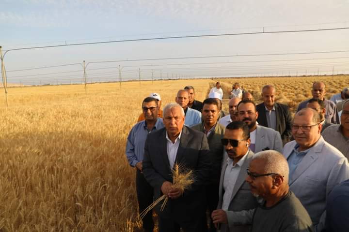 محافظ الوادي الجديد يشهد حصاد القمح  (10)