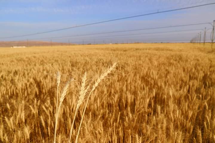 محافظ الوادي الجديد يشهد حصاد القمح  (6)