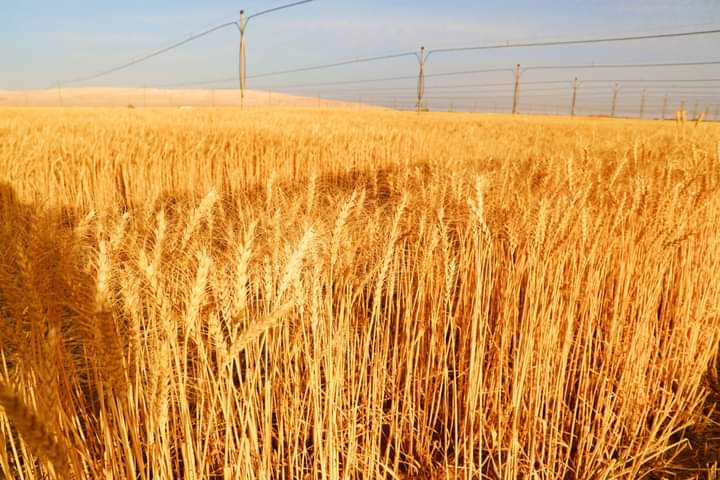 محافظ الوادي الجديد يشهد حصاد القمح  (7)