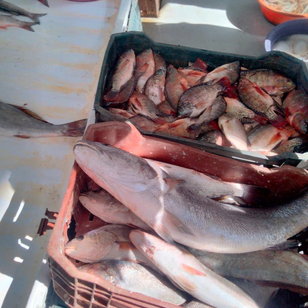 حملة تموينية علي أسواق ومحال الأسماك (2)