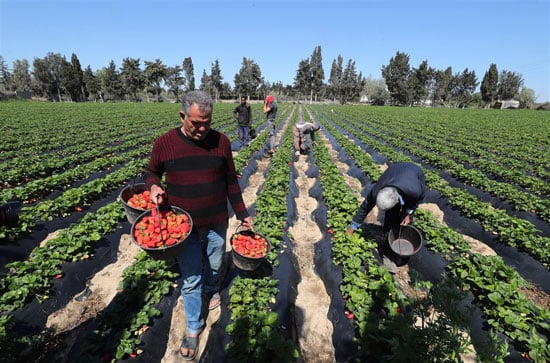 محصول الفراولة فى تونس (2)
