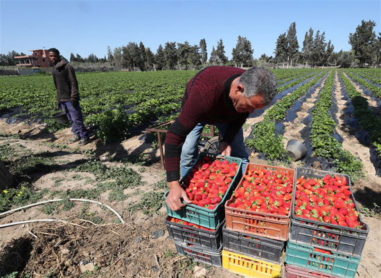 محصول الفراولة فى تونس (4)