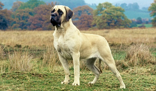 English Mastiff  كلب الدرواس الإنجليزى
