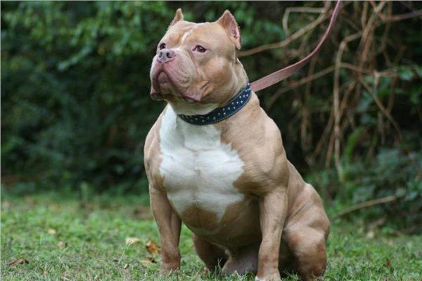 11 jenis anjing paling berbahaya... Pitbull dan Cane Corso mendahului... Puli Cotta adalah anjing terbesar dan paling berat di dunia. Rottweiler digunakan oleh beberapa tentera di seluruh dunia kerana badannya yang berotot. Doberman telah menjadi alat pembunuh.