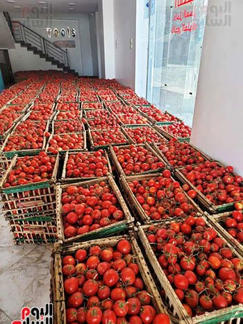 كميات-الطماطم-للبيع-فى-رمضان-بسعر-جنيه-للكيلو