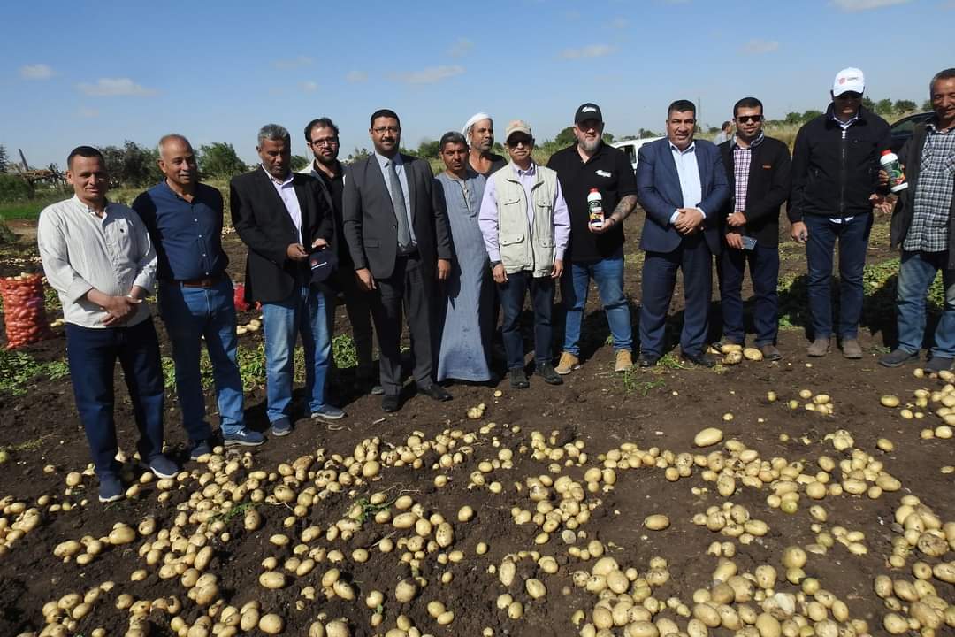 بدء حصاد محصول البطاطس بالمنيا  (4)