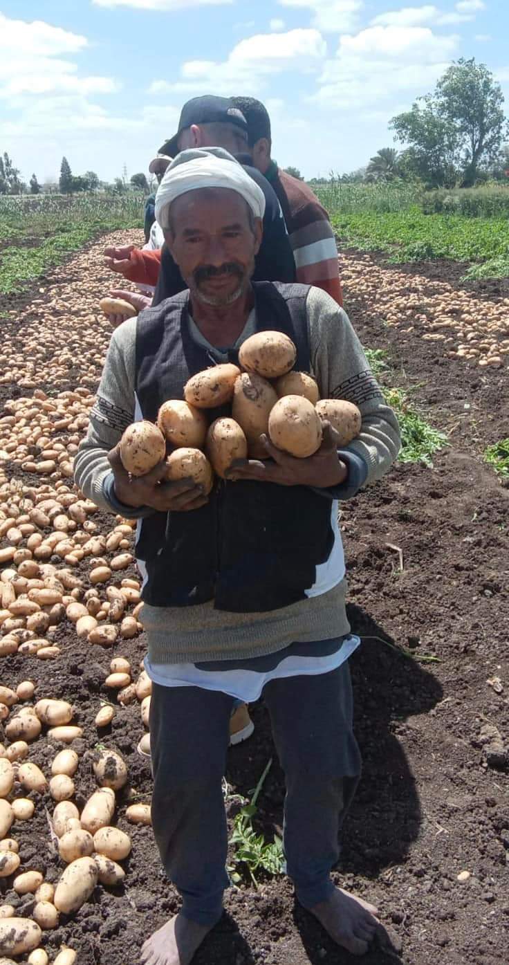 بدء حصاد محصول البطاطس بالمنيا  (2)