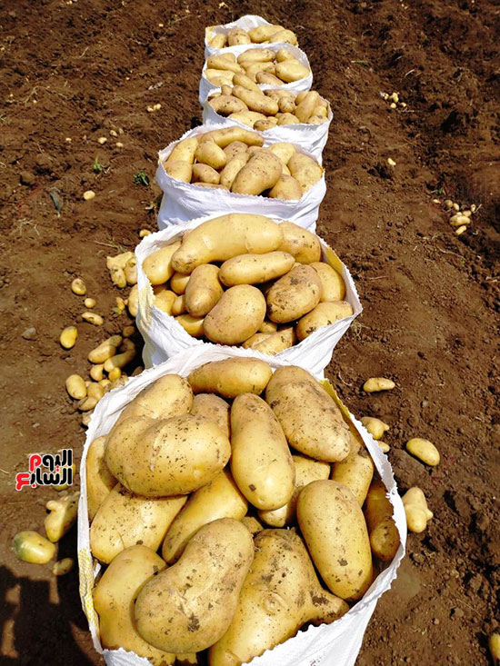 جودة-محصول-البطاطس