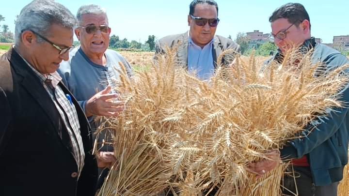  موسم حصاد القمح فى دمياط (2)