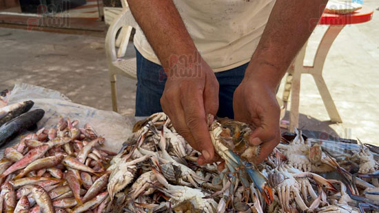 انتعاشه-فى-سوق-الأسماك-بالإسكندرية-(2)