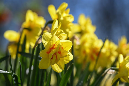 زهور الربيع فى بولندا (5)