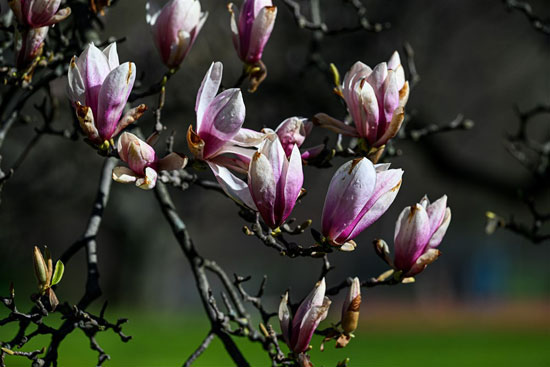زهور الربيع فى بولندا (13)