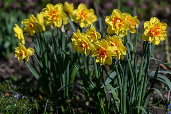 زهور الربيع فى بولندا (9)