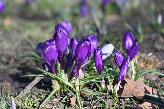 زهور الربيع فى بولندا (3)