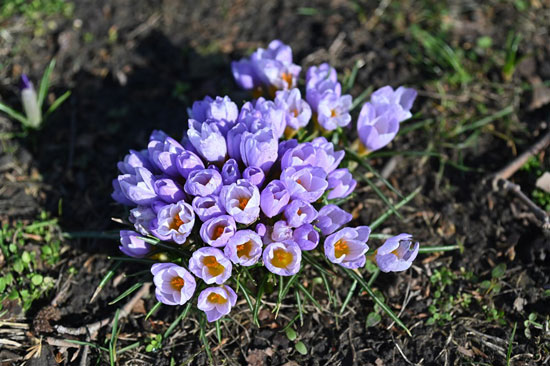 زهور الربيع فى بولندا (2)