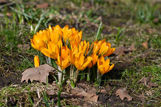 زهور الربيع فى بولندا (1)