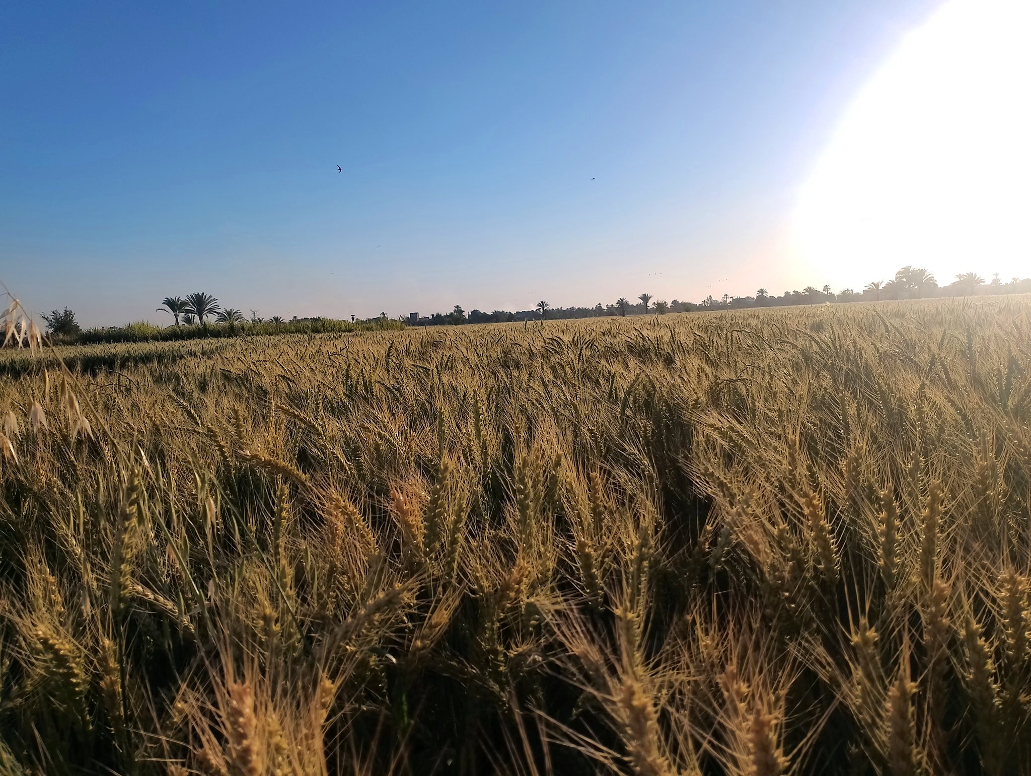 القمح فى مزارع الأقصر يدخل موسم الحصاد