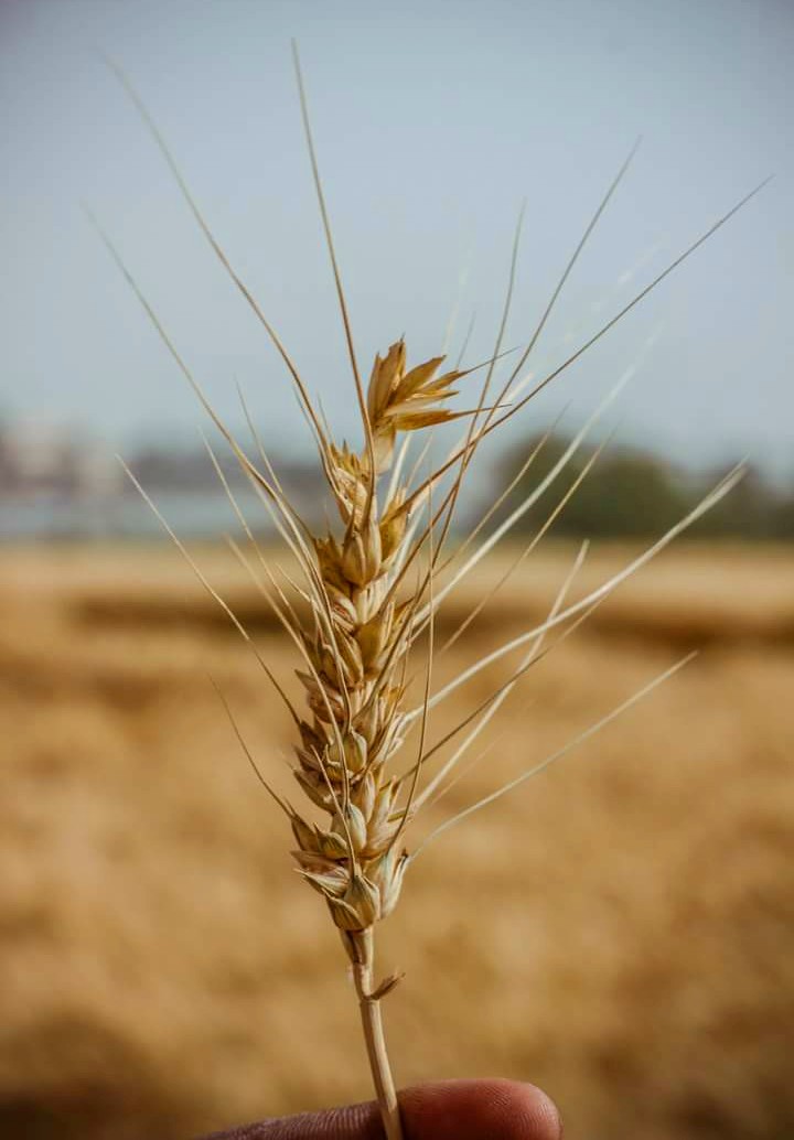 القمح يتلألأ فى بداية موسم الحصاد بالأقصر