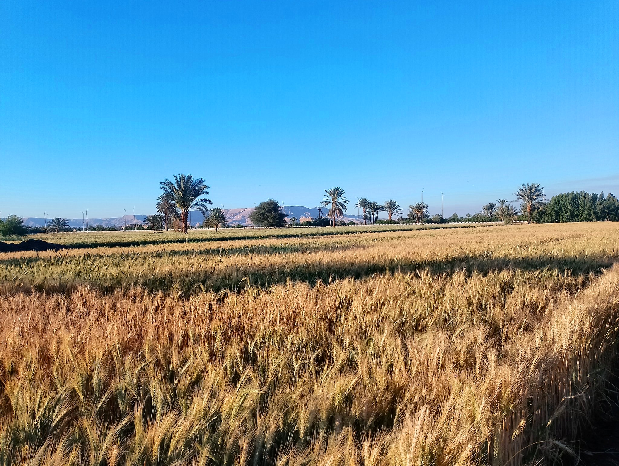 بشاير موسم توريد القمح المحلي 2023 بالأقصر