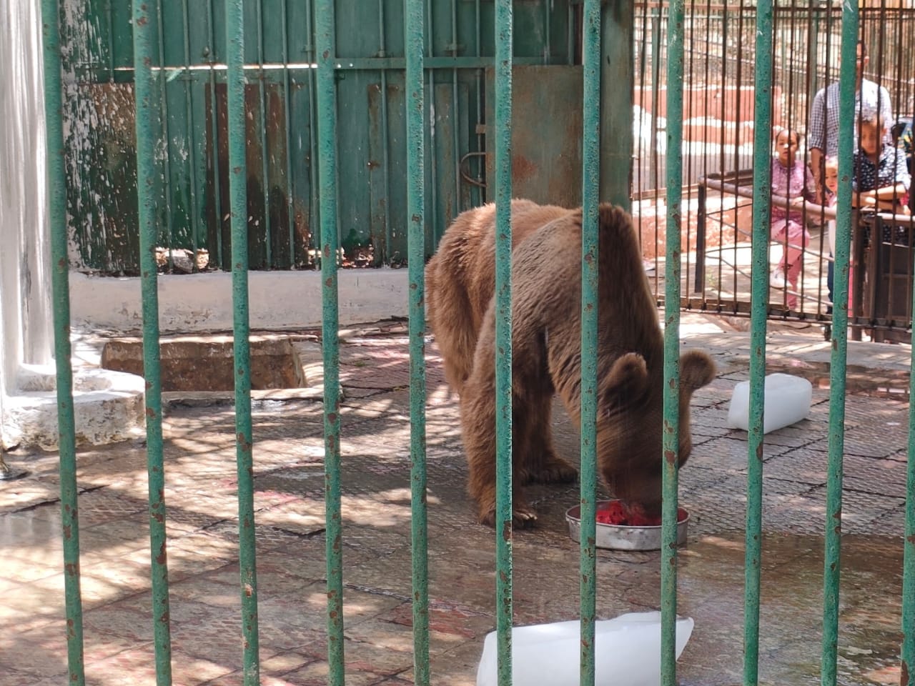 الدب فارس في حديقة الحيوان بالإسكندرية