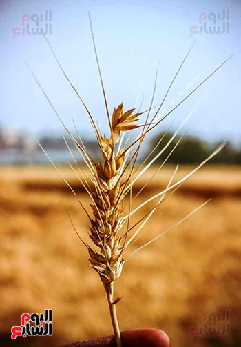 القمح-يتلألأ-فى-بداية-موسم-الحصاد-بالأقصر