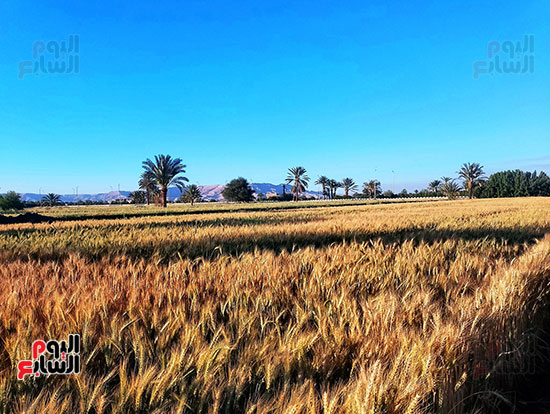 بشاير-موسم-توريد-القمح-المحلي-2023-بالأقصر